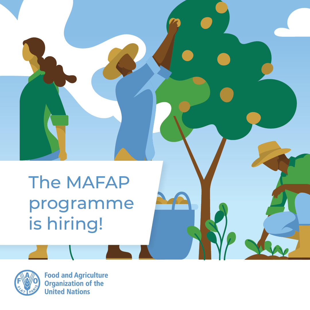 🚨Last few days to apply for a #newjob as an Economist (on policy analysis) in the #MAFAP team within the Agrifood Economics & Policy Division at @FAO 💼 Economist, P3 level ✍️jobs.fao.org/careersection/… 📍Rome 🗓️ Deadline: Fri 15th March 2024 #agrifoodpolicy #publicpolicy