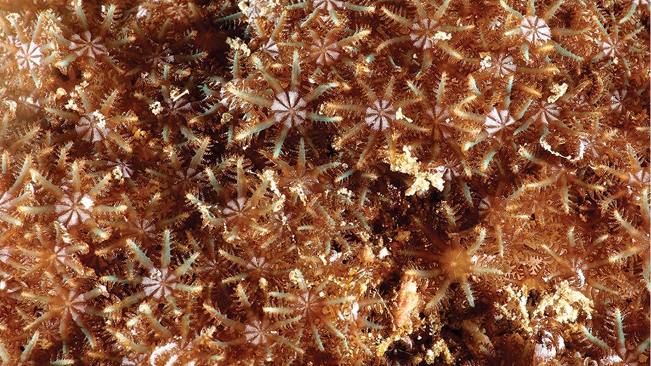 ZooKeys_Journal's tweet photo. The newly established soft #coral genus Ofwegenum encompasses four species, three of which are #newtoscience. It is rarely encountered and so far known from only a few locations spanning the Indian and western Pacific Oceans.

➡ Read more: https://t.co/POWqt8yg8F https://t.co/xD4pr8xzPN