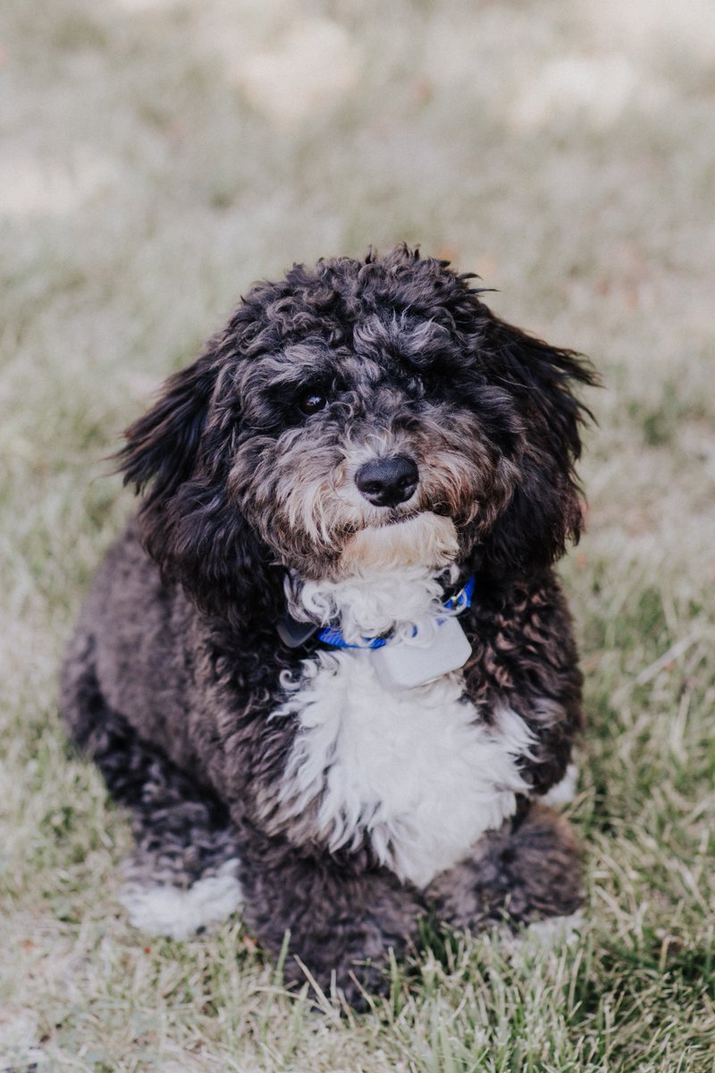 Max: every client's favorite part of their annual review. 🐾 #dogsoftwitter #officedogs #officepets