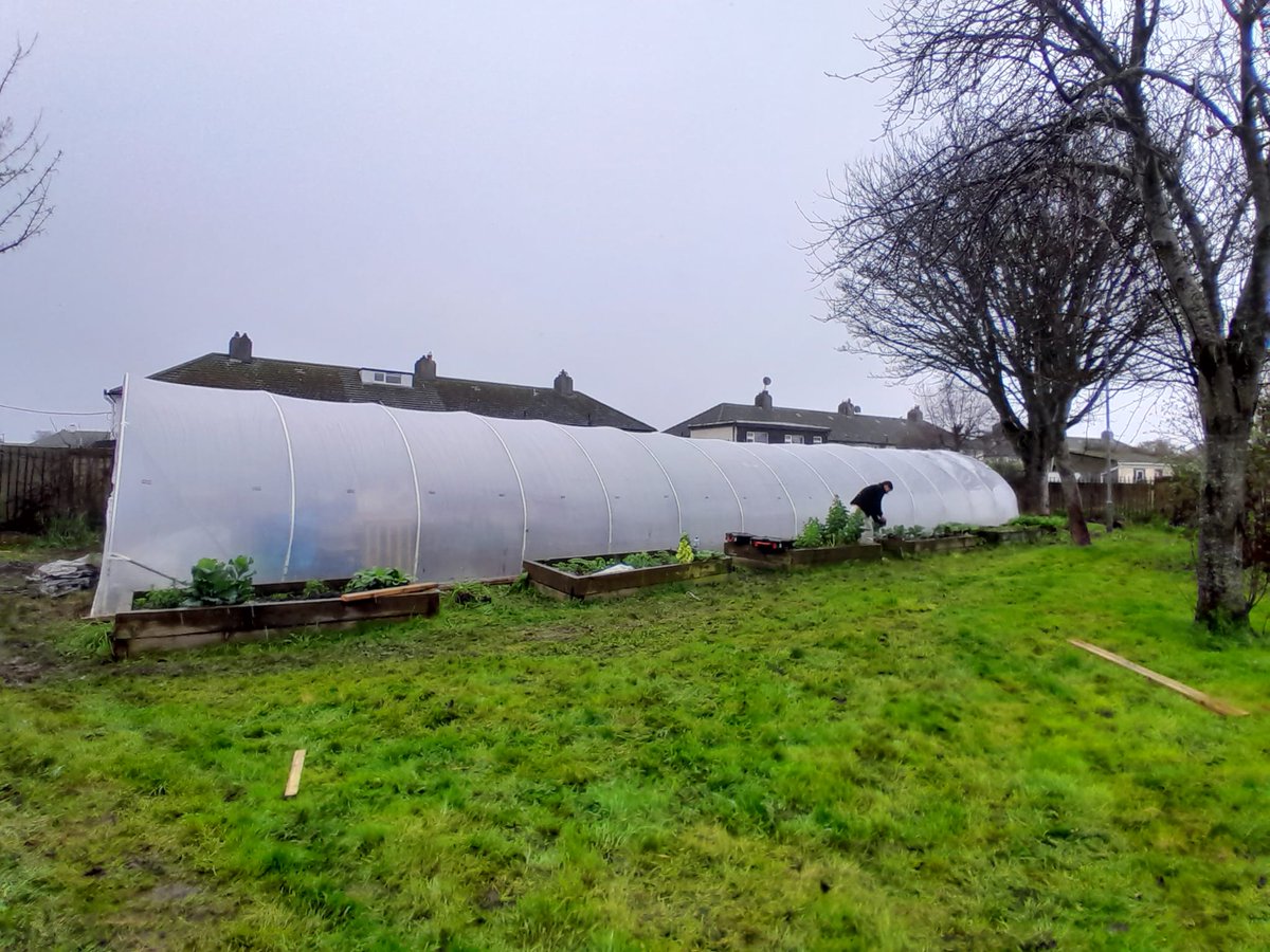BloominCrumlin's tweet photo. Over the weekend, volunteers cleared out rubbish &amp; removed the old damaged plastic from our new community poly tunnel. It's now ready for the planting season to support the planters in the area, the community garden and more 🍓🌷 https://t.co/J5LqkN3amq