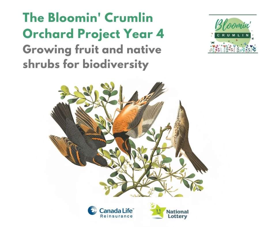 BloominCrumlin's tweet photo. And not forgetting the Orchard team who are busy organising free fruit plants, hardy herbs, native bushes and hedges for the community 🥰
Register by March 15th for free shrubs/ hedges/ fruit and herb plants for your garden at
https://t.co/vSLUwiCqKg https://t.co/4dPirUAmfw