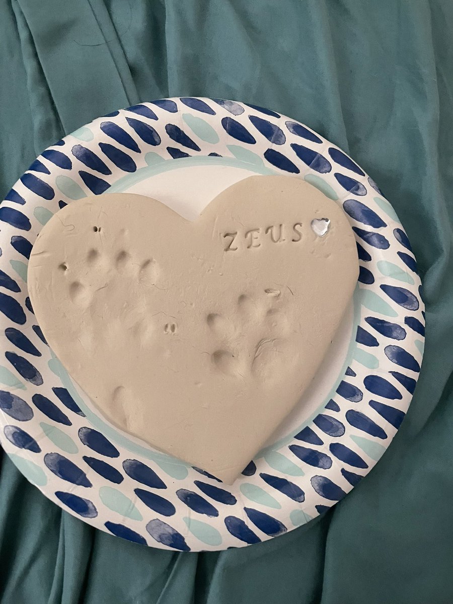 Keywee_'s tweet photo. At 3:30am this morning, Zeus was put to sleep. I had additional testing done and we concluded that to spare him further pain, as testing concluded his condition was chronic it would be best to humanely euthanize him. Thank you to everyone for support, you helped me finance more https://t.co/ikqme8oL8H