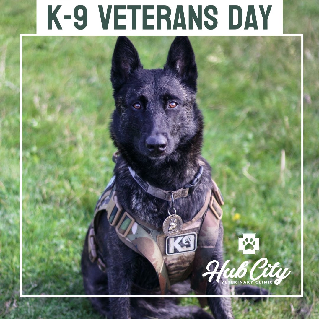 Thank you to our brave canine veterans for their loyalty and service. These furry heroes have sacrificed so much to keep us safe. Let's honor and remember their bravery today and always. 🐾🇺🇸#CanineVeterans #ThankYouForYourService #NeverForget #HeroDogs #hubcityvetlbk