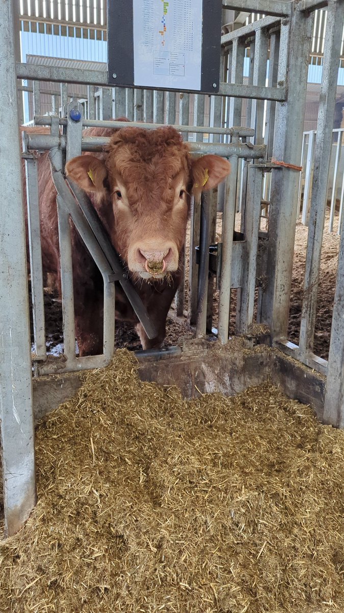 Applied Animal Science students took a trip down to our Easter Howgate farm with Dr. Pamela Prentice to learn all about production animal behaviours and welfare scenarios Find out more about Applied Animal Science here: sruc.ac.uk/study-with-us/… #AnimalScience #STEM #SRUC