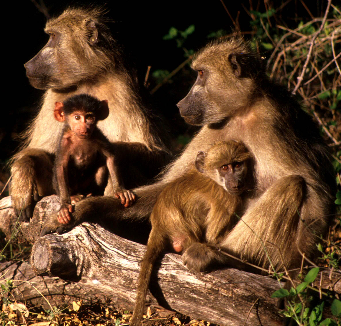 Tomorrow is World Baboon Day. I expect the internet to be flooded with baboon pictures. Don't let the baboons down.