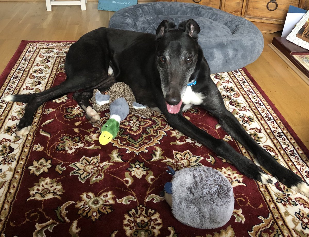 So pleased to report that long termer Bob finally went off to his forever home today. We wish this lovely lad who is just the gentlest soul a very long and happy retirement! #retirednotrescued #greyhound #blackdogsrock #greyhoundsmakegreatpets