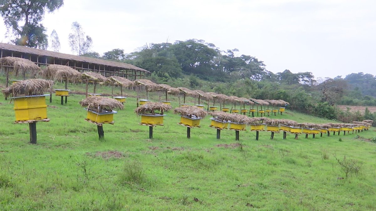 ShimelisAbdisa's tweet photo. The Future of Ethiopia: prosperity 
27 new initiatives are under implementation based on Agro ecology potential to transform the agriculture. Apiculture development is one of the initiative to increase export. This year we are providing 1 million modern beehives to our farmers. https://t.co/DUfotLC1Ha