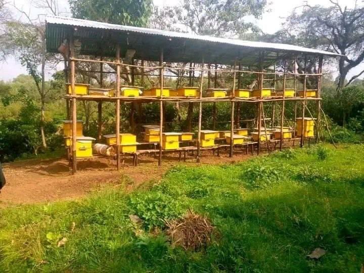 The Future of Ethiopia: prosperity 27 new initiatives are under implementation based on Agro ecology potential to transform the agriculture. Apiculture development is one of the initiative to increase export. This year we are providing 1 million modern beehives to our farmers.