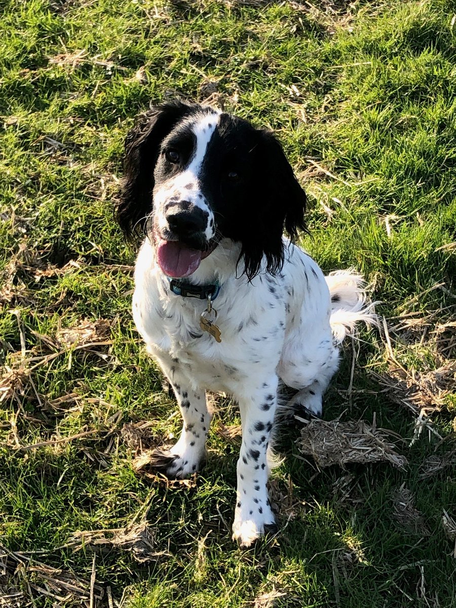Look who's been visiting! 🐶 Panda has recently been enjoying a day out with his brother frollicking in the fields near Devil's Bridge! We're glad they had a paw-sitively fabulous time! 🐾🐕