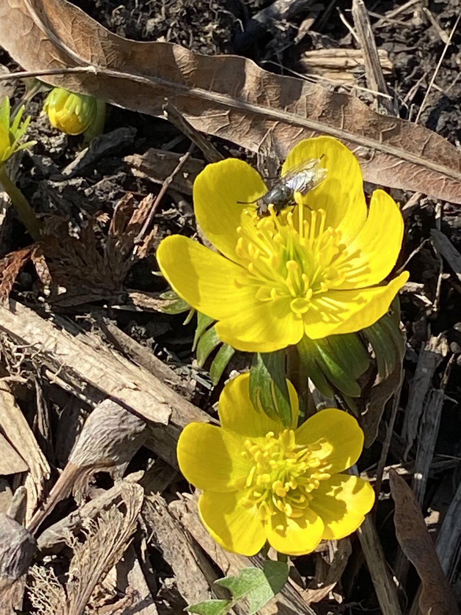 Winter aconite and friend