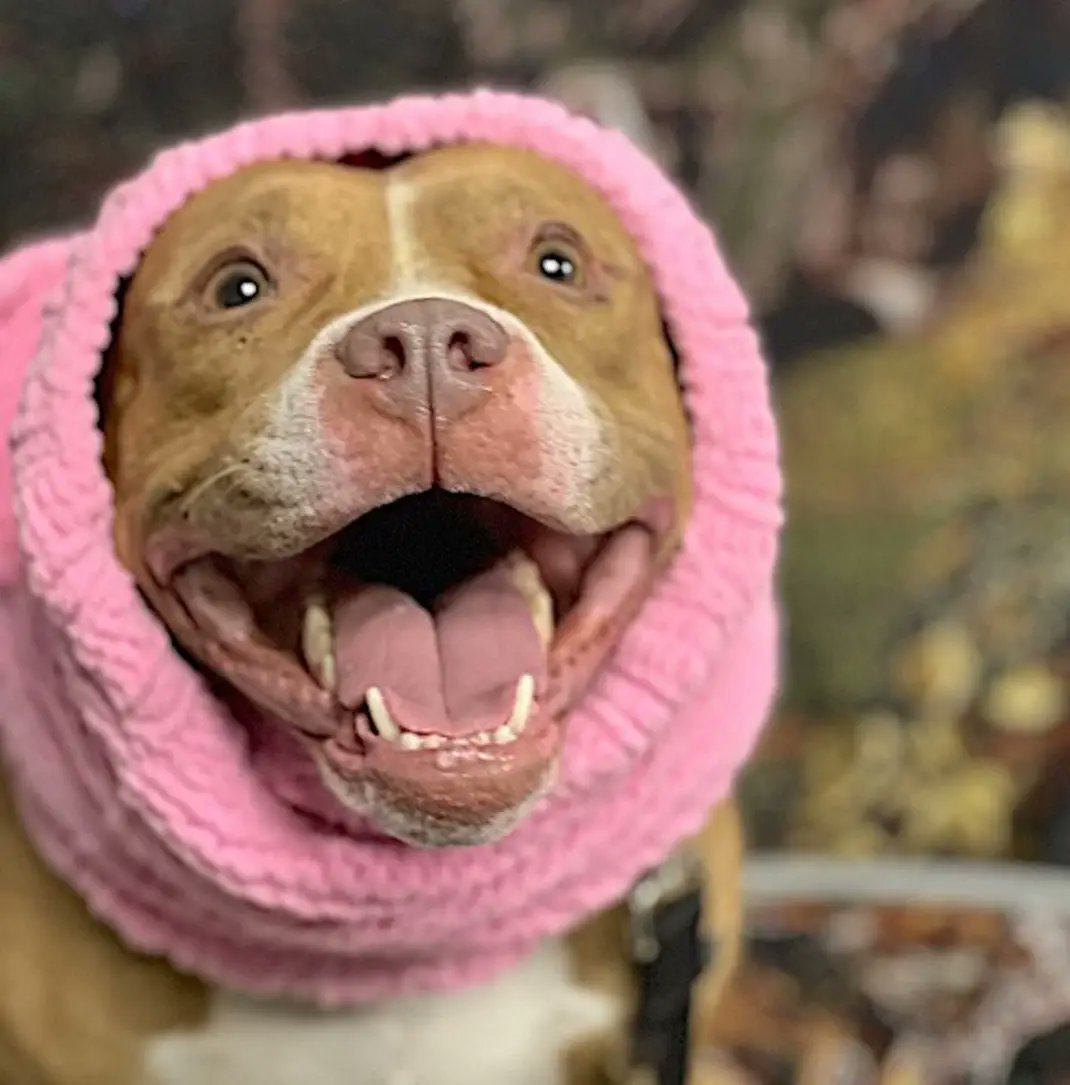 💔Apricot💔 #NYCACC #191810 6y ▪️Relisted TBK: 3/14💉 Sweetheart adores ppl, dances, loose body, wiggly. Darling lady's recovered from pneumonia +needs loving, N.East #Adopter/#Foster, 2 blossom into yr BFF, as only pet. ⬇️Vid Pls #pledge DM @notthesameone2 💞Apricot