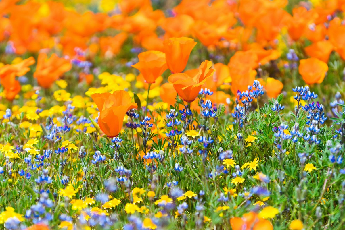 RandallLambEng's tweet photo. As Spring arrives, we’re ready for new beginnings. Mother Nature begins treating us to beautiful new blooms, Daylight Saving Time starts anew, and St. Patrick’s Day celebrates a fun-filled day dedicated to the Irish and the color green.🍀

What is your favorite part of Spring? https://t.co/pnAO6IWLEO