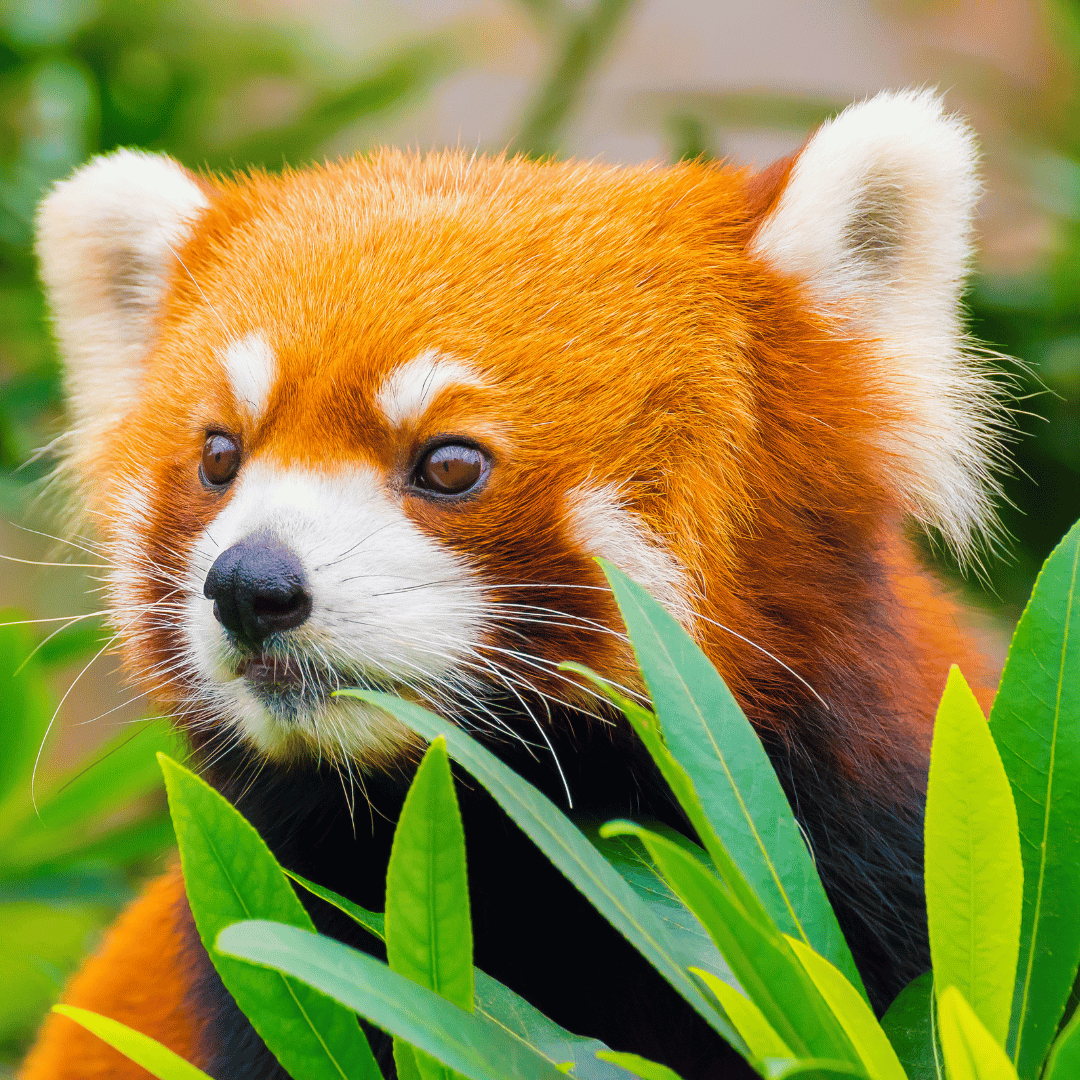 RedPandaNetwork's tweet photo. #dyk that you can support red panda conservation just by purchasing Krispy Kreme donuts through this link?! https://t.co/a9CFbu4aT5
#krispykreme #doughnuts #groupraise #digitaldozen #RedPanda #SaveTheRedPanda #redpandanetwork https://t.co/JAErb7I11J