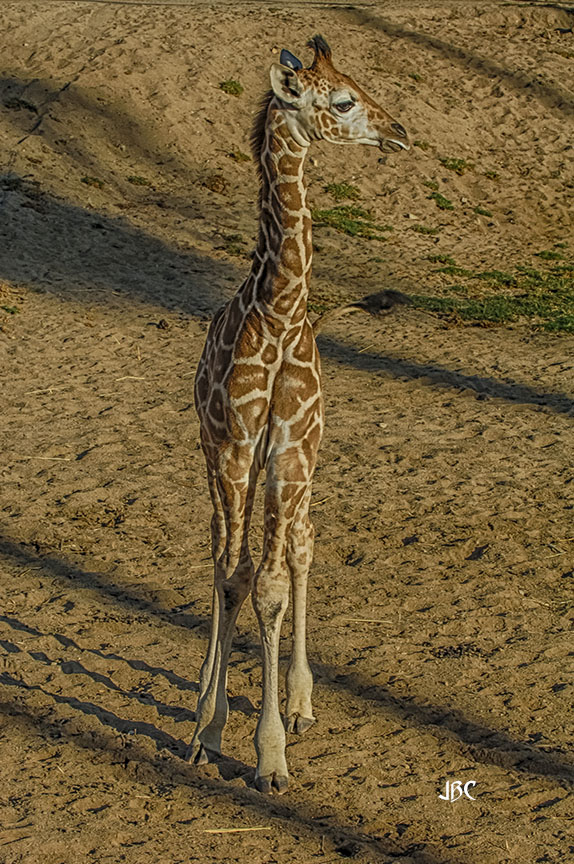 it's baby day for #WildlifeWednesday 

#animals #critters #mammals