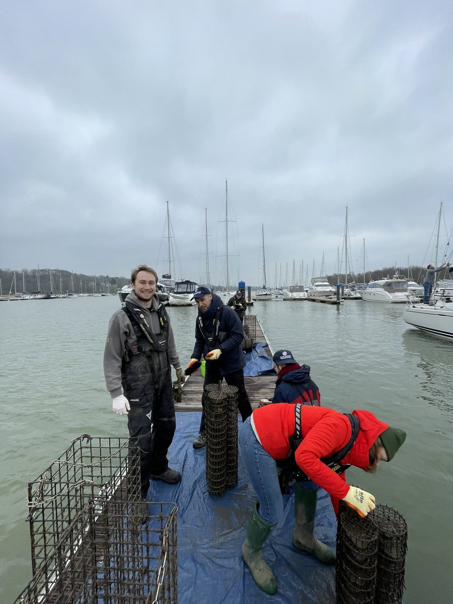 Solent Oyster Restoration Project (@solentnative) / Posts / X
