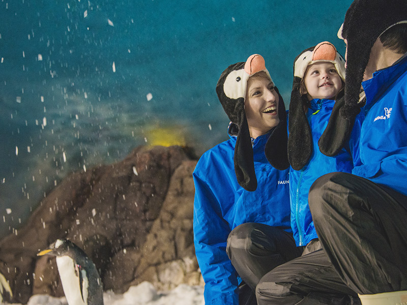 ¿Quieres vivir una experiencia única entre pingüinos? 🐧​
Con la interacción Expedición Polar descubrirás los secretos de las 7 especies de pingüino que habitan en #Faunia ❄️​
Consulta el descuento que ofrece tu #BonoParques aquí 👉 bit.ly/3DxXDwL