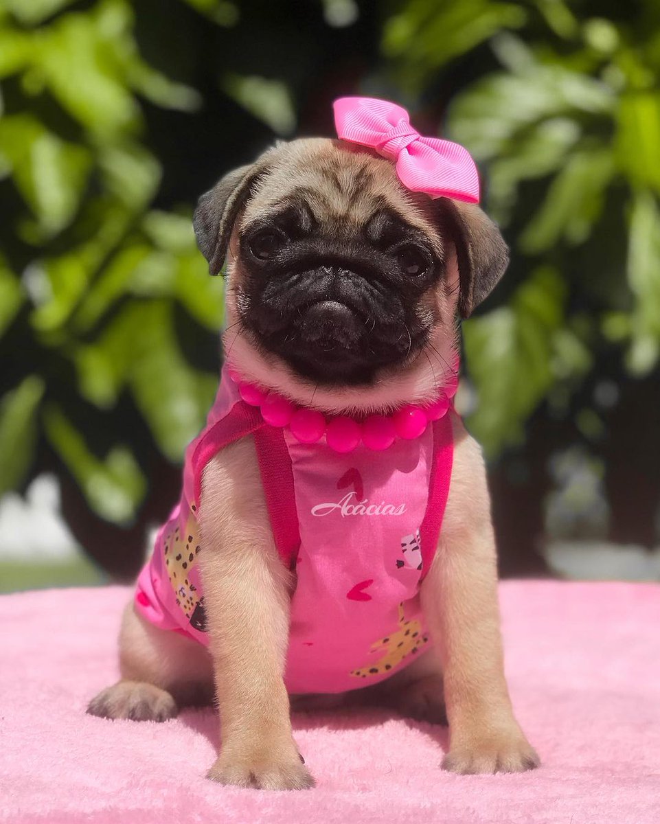 pug.lover.ig tweet media