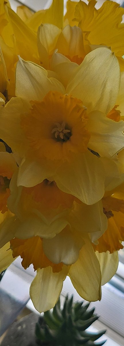 Spring is springing , beautiful dafs blooming from mother's day