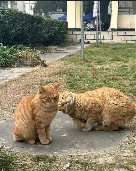mildredcrazycat's tweet photo. "Ok guys, I need a really nice picture of both of you"... #WhiskersWednesday #crazycatlady https://t.co/pyRQT25gZb
