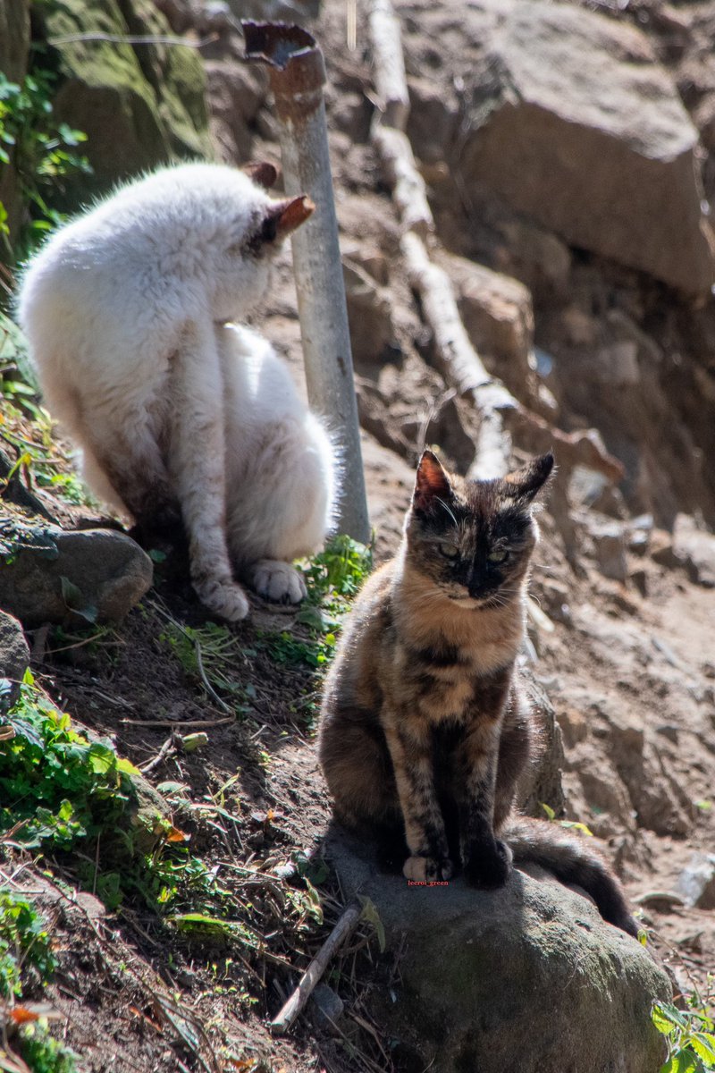 🐈りーろい🐈 tweet media