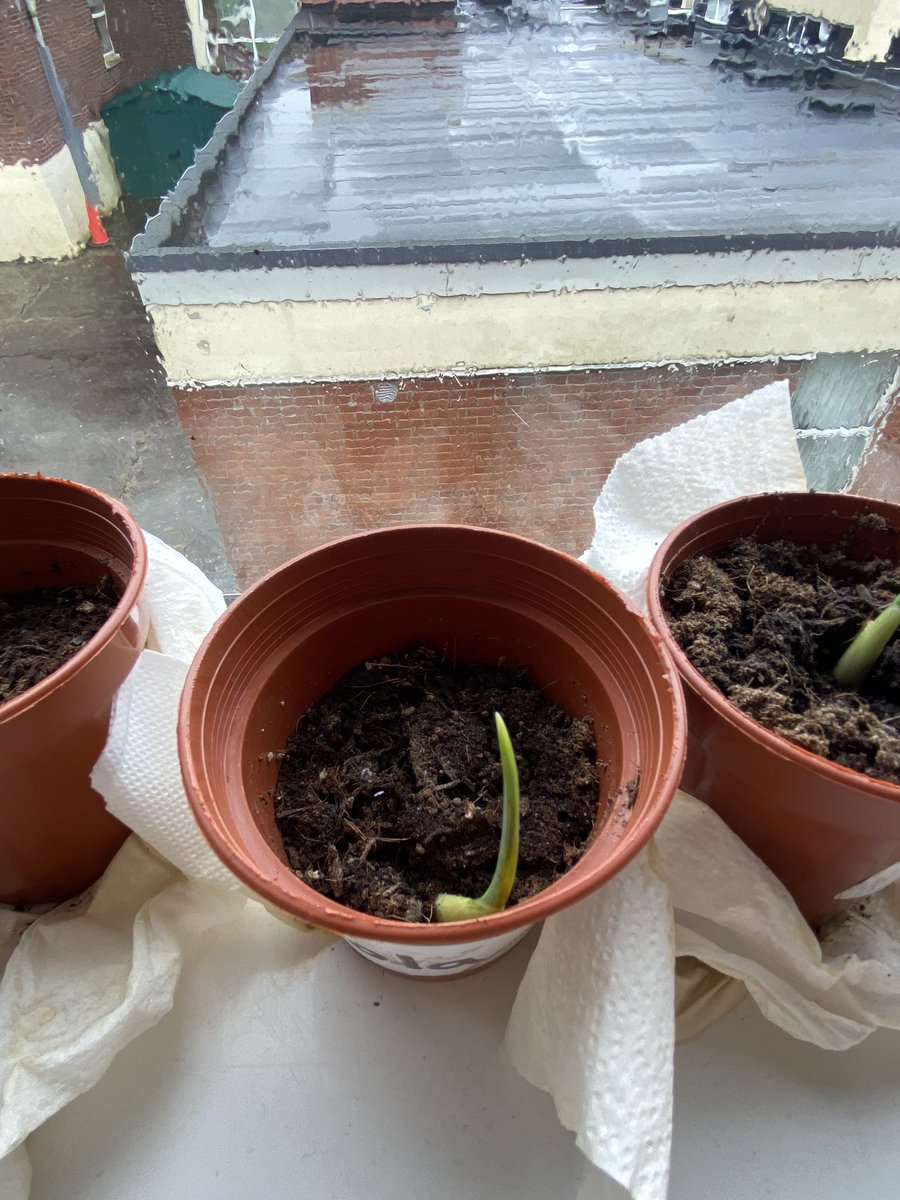 OReillysclass's tweet photo. In science we have been learning all about living things, plants, how they grow and all the different parts of a plant. We labelled the plant and even planted seeds! We have been looking after our plants everyday! 🌱 https://t.co/1CDFwkYXv3