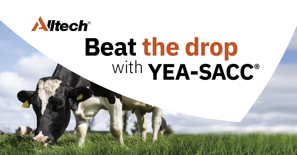 AlltechIreland's tweet photo. If protein percentages are fluctuating or dropping quickly, this is usually a symptom of reduced intake of energy, which leads to poor body condition and prolonged negative energy balance post-calving🐮

Learn more here👉https://t.co/utHoE4WBJH

#Beatthedrop https://t.co/HLAnxupAsi