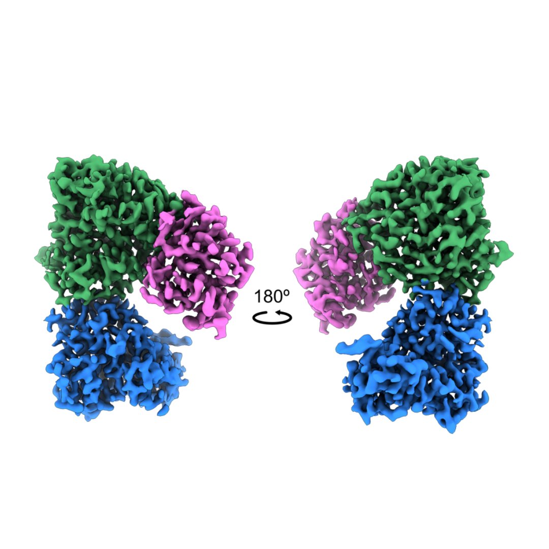 Work led by the Franklin's @MycroftWest and @liangford was recently published in @NatureComms. It has provided the structure for NDST1, the final structure for the enzyme families involved in the biosynthesis of heparan sulfate. Read more here - zurl.co/3H4e