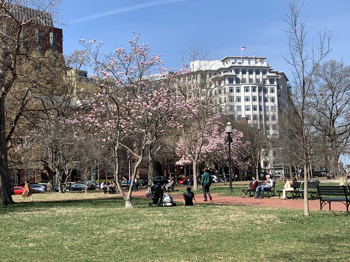 jorgeheinel's tweet image. Postales de #WashingtonDC : En #LafayettePark , frente a la Casa Blanca, disfrutando de un grato dia primaveral. Los arboles en flor alegran la vista ! @sebastian_gray @marichivalero @marconunez @TurkiAntof @GanaCarola