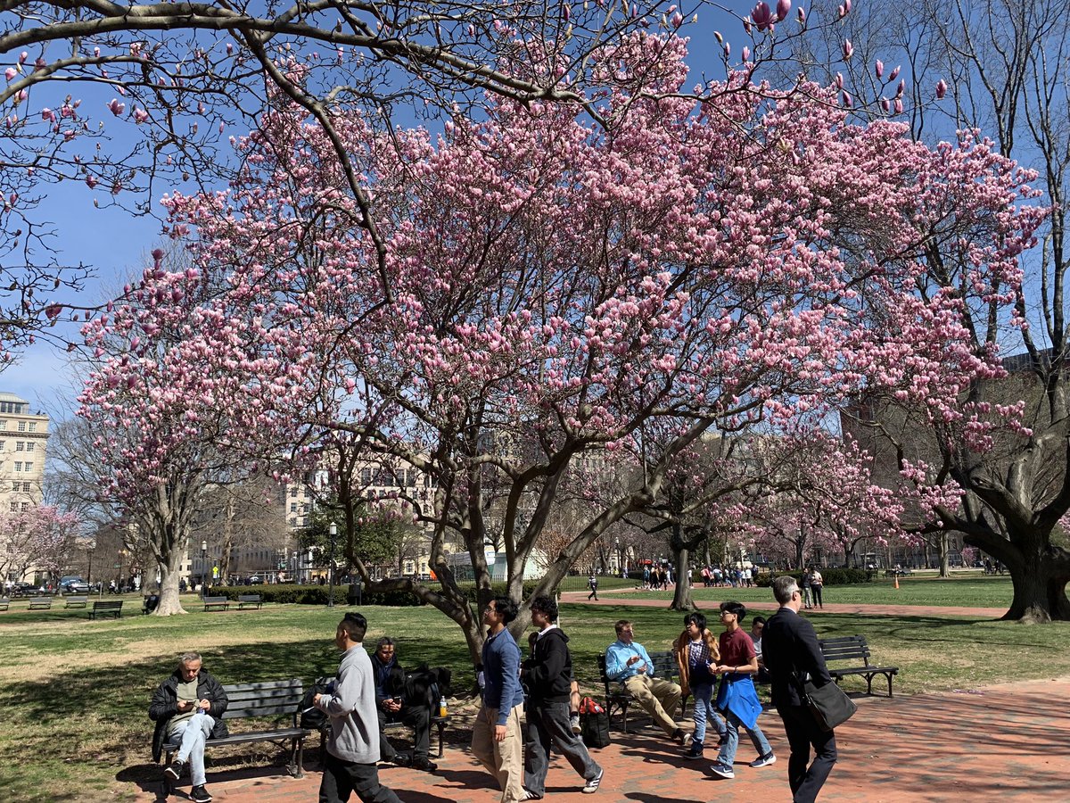 jorgeheinel's tweet image. Postales de #WashingtonDC : En #LafayettePark , frente a la Casa Blanca, disfrutando de un grato dia primaveral. Los arboles en flor alegran la vista ! @sebastian_gray @marichivalero @marconunez @TurkiAntof @GanaCarola
