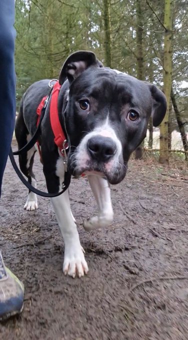 Meet my new puppy❤️ https://t.co/1WqspeUkXa