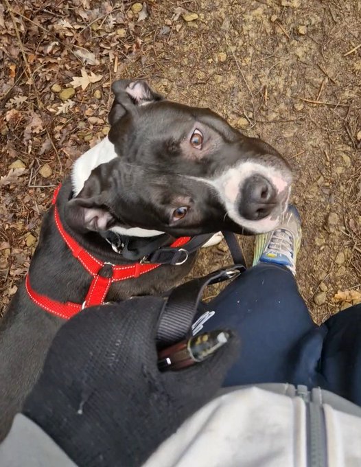 Meet my new puppy❤️ https://t.co/1WqspeUkXa