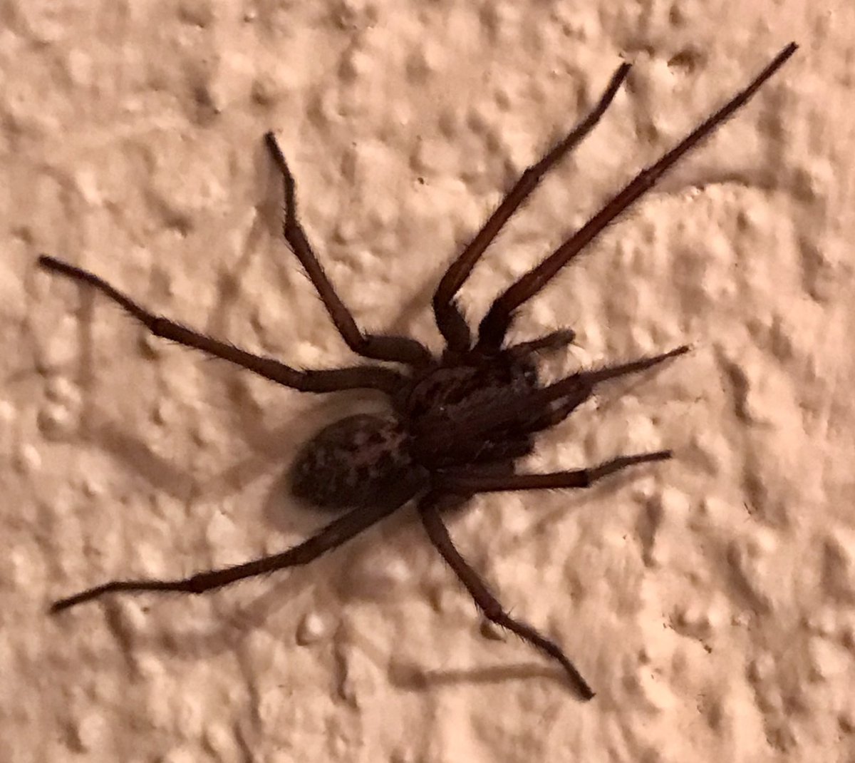 YIKES!!! This creature has hairier legs than my Andy!!! Too scared to sit at my best!! 😳🕷️🕸️