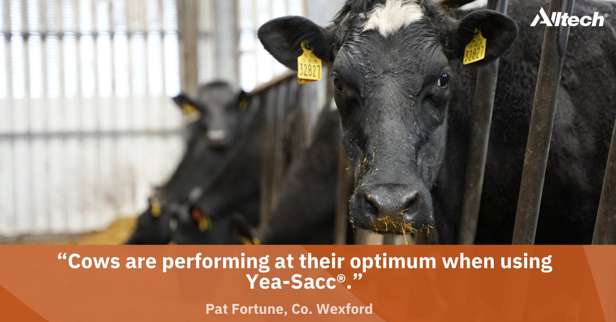 ⁉️ Do you want to Beat the drop in milk solids this spring ⁉️ Using Yea-Sacc® Patrick Fortune found that his cows were performing at their optimum when using Yea-Sacc® To find out more contact your local #InTouch feeding specialist 📞059 910 1320