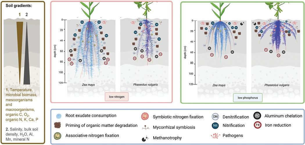 JXB @jxbotany.bsky.social (@jxbot) on Twitter photo #EXPERT VIEW: 'Location: #root architecture structures #rhizosphere microbial associations' - Tania Galindo-Castañeda, Martin Hartmann, Jonathan P Lynch 🪴
<a href="/ETH_SAE_group/">SAE Group</a> <a href="/HMicrobiome/">Martin Hartmann</a> <a href="/TaniaGa67513233/">Tania Galindo</a>
📖 bit.ly/3Sesl71 #EXPERT VIEW: 'Location: #root architecture structures #rhizosphere microbial associations' - Tania Galindo-Castañeda, Martin Hartmann, Jonathan P Lynch 🪴
<a href="/ETH_SAE_group/">SAE Group</a> <a href="/HMicrobiome/">Martin Hartmann</a> <a href="/TaniaGa67513233/">Tania Galindo</a>
📖 bit.ly/3Sesl71