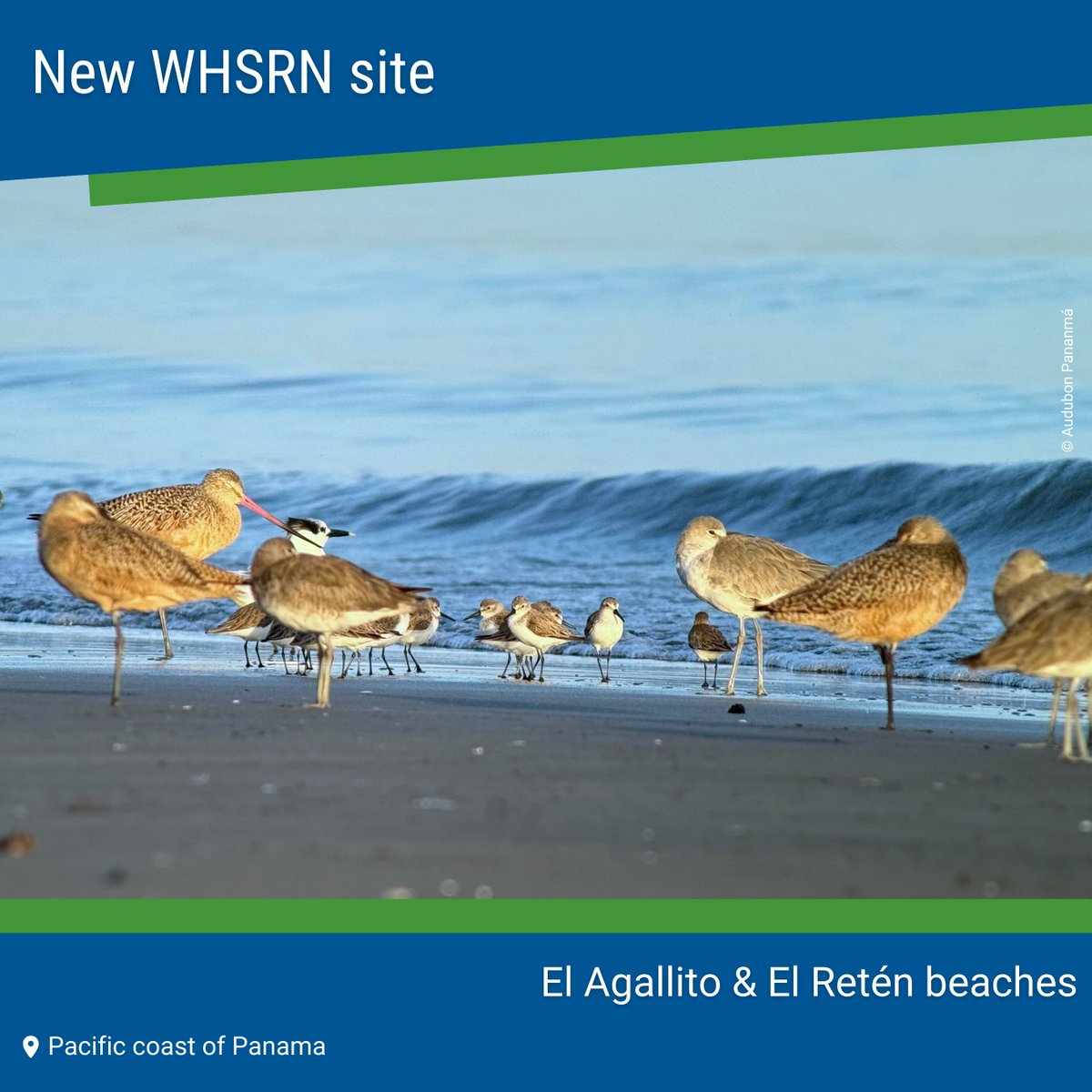 Great news for #Shorebird conservation: We have a new WHSRN site!!! El Agallito & El Retén beaches were designated as sites of International Importance due to the presence of more than 10% of the world's population of Wilson's Plover (Charadrius Wilsonia). @audubonpanama