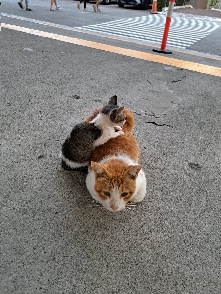 Zhamay06's tweet photo. Random kitties spotted 💕 https://t.co/5Cz3x877uc