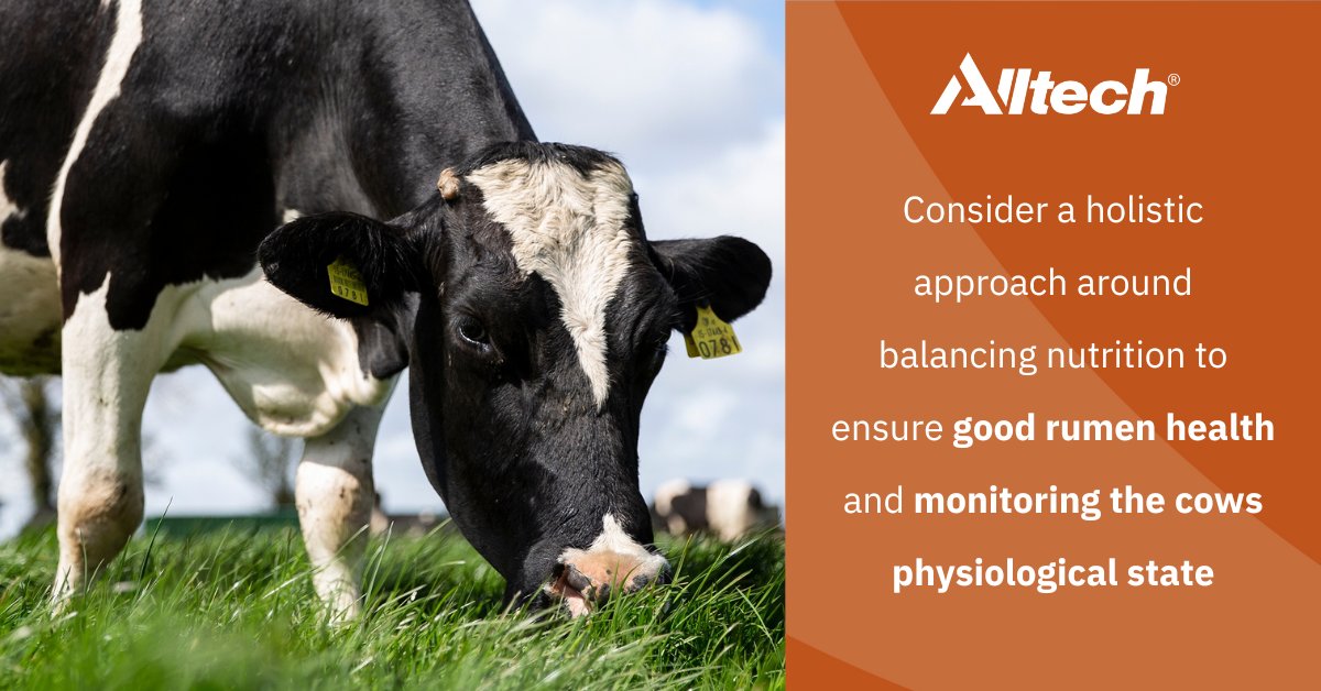 When dealing with a decrease in milk solids during the early lactation period, you should take a holistic approach that balances nutrition to ensure optimum rumen health & keeps track of the cow's physiological state🐮 Beat the Drop with Yea-Sacc® here👇 bit.ly/3JI016i