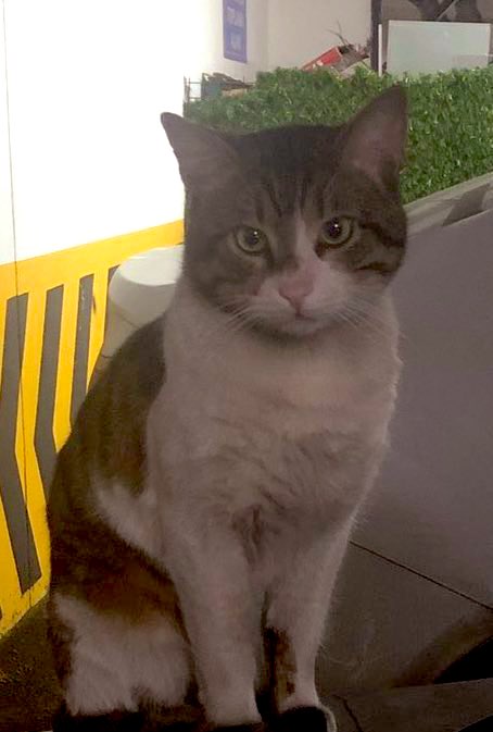 Demetce's tweet photo. Bugün Eros için mahkemeye giden herkesi kalbinden öpüyorum.
Kedi katili İbrahim Keloğlan yurtdışı yasağı konularak serbest bırakıldı.
Böyle olmamalıydı.
Yasal düzenleme şart. 
#Erosicinadalet
#ibrahimkeloglanTUTUKLANSIN https://t.co/OhmEUZHiwC