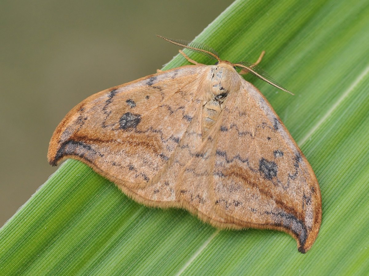 Join us for the fourth and final talk in our popular free online series with expert Dr Phil Sterling, focusing on commonly misidentified moth species, tonight at 7pm! 🔍 Sign up now to secure your place 👉 eventbrite.co.uk/e/moth-identif… 📷: Bob Eade #MothsMatter