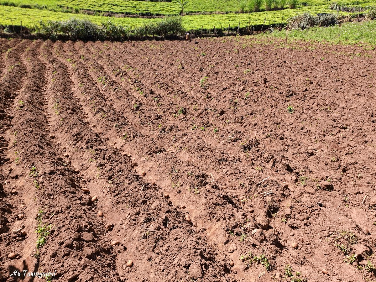 From the main office planting potatoes with Yara microp+ from @YaraKenya 
#MboleaNiYara