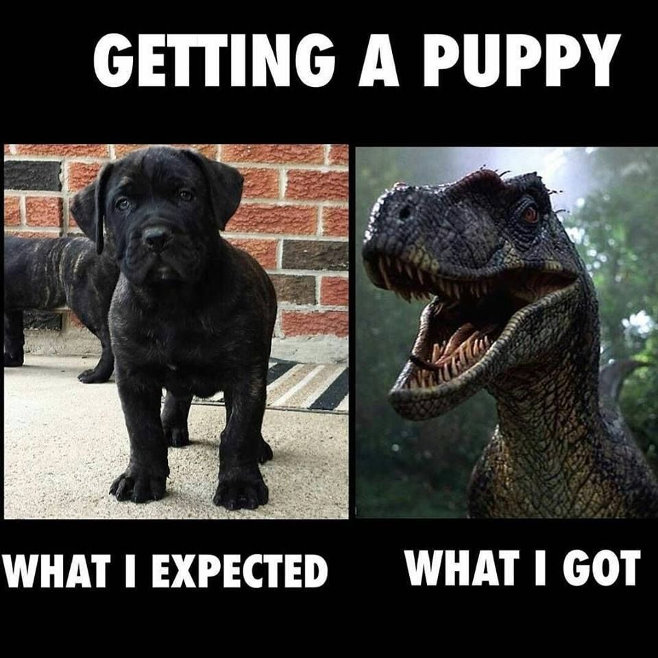 sanchez_m_m's tweet image. Our new puppy has already entered the dinosaur stage! She&apos;s an adorable and chaotic little bundle who is super friendly, but loves to play attack our toes!  

It&apos;s been years since I&apos;ve had a baby dinosaur. What&apos;s your best puppy advice? I need tips!

#writingcommunity #puppymom