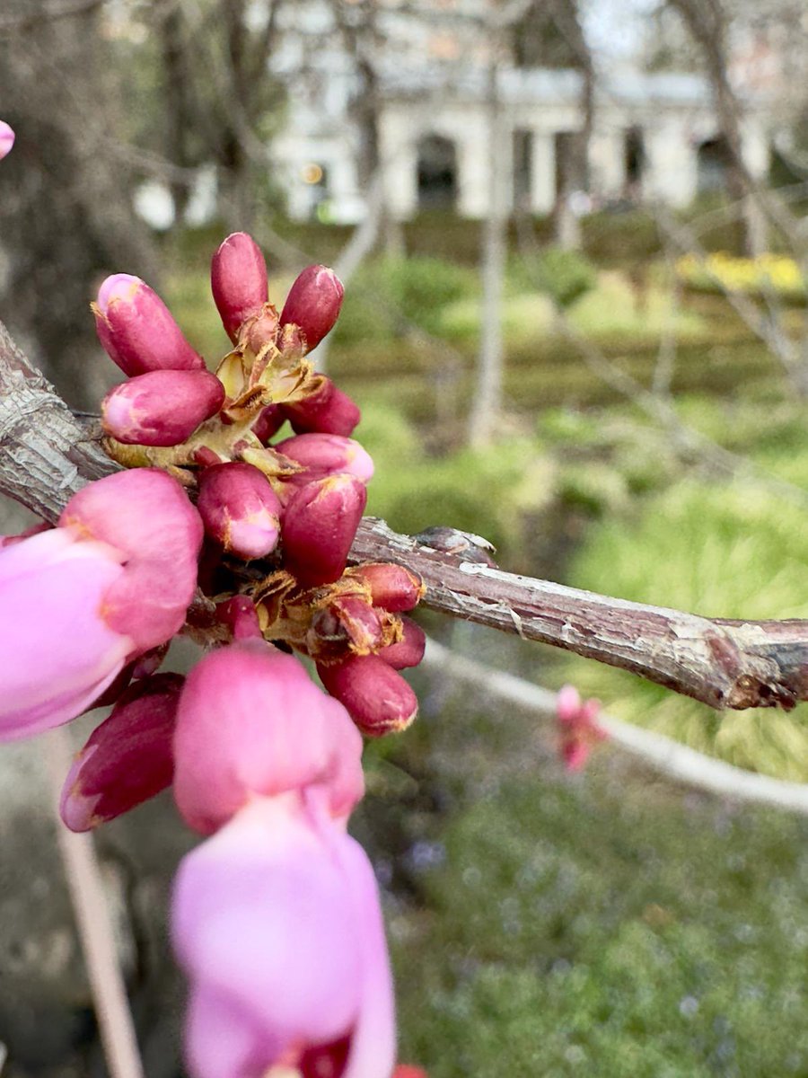 La incipiente floración de Cercis siliquastrum, conocido como árbol del amor por la forma de corazón de sus hojas, abre el camino a la llegada de la primavera. En unas semanas, cuando alcance su esplendor, te invitamos a hacerte junto a él una colorida foto. 📸 @Adellanotte