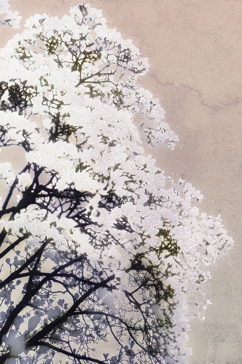 「モクレンの季節だね…#過去絵 」|吉田ユミ🦥シビュラ4/7〜15ソサエティだってさ。のイラスト