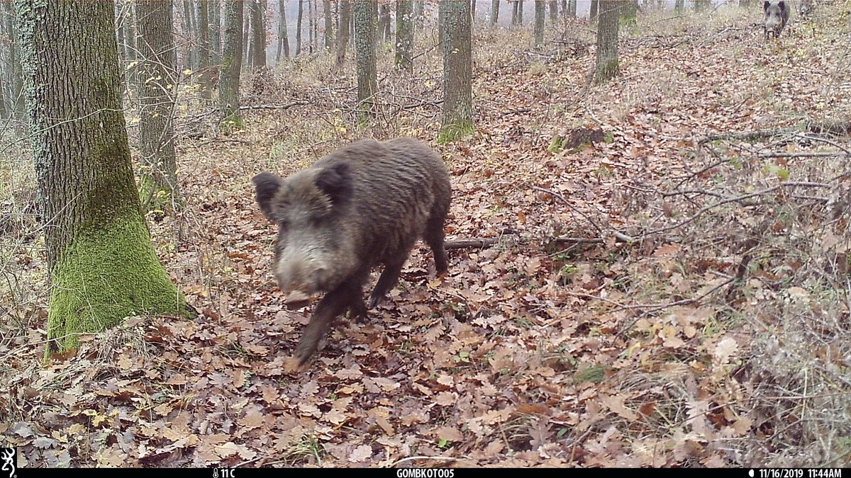 Monitoring wildlife populations is crucial for effective conservation policies.

UNEP-WCMC Programme Officer Bálint Ternyik led research recently published by <a href="/AER_ESE_BES/">Applied Ecol. Resources|Ecol. Solutions & Evidence</a> into a simplified process for setting up camera traps and analysing the data 📸🐾➡️tinyurl.com/mrp5ssk2
