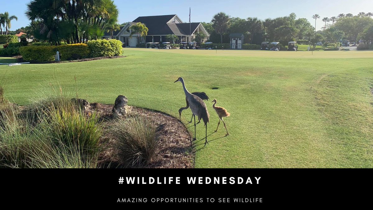 It's #WildlifeWednesday! Just standing around waiting for dinner to swim by. Let us know what amazing wildlife you see at #RiverwoodGolfClub. #portcharlottegolf #Golfportcharlotte #PortCharlotte #golfclub #flgolf #publicgolf