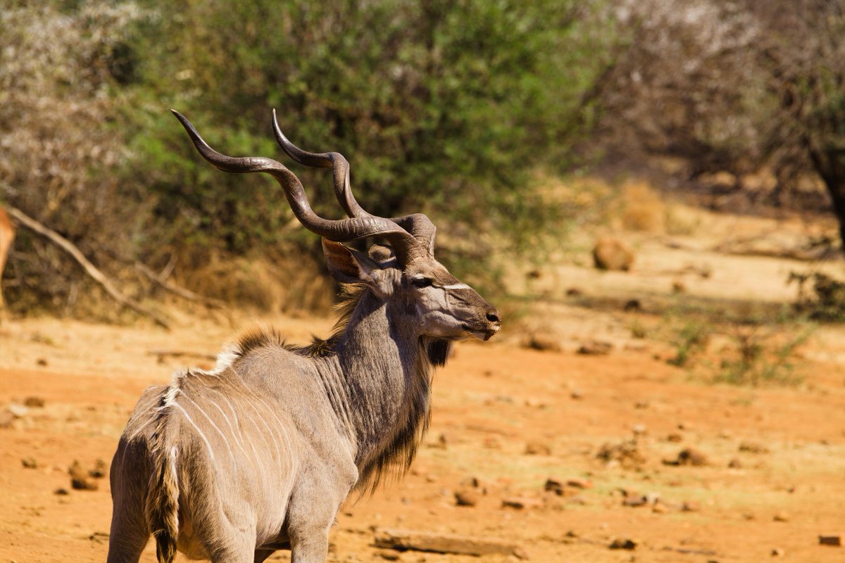 Nicolás Fuentes-Allende (@nfuentesallende) on Twitter photo Almost a year since I published my first PhD chapter. We assessed the effect of seasonality on the body mass of 3 bovids species in the African Savanna, and tested a method to remotely monitor weight in wild animals. Hoping publishing a new chapter soon! …lpublications.onlinelibrary.wiley.com/doi/full/10.10… Almost a year since I published my first PhD chapter. We assessed the effect of seasonality on the body mass of 3 bovids species in the African Savanna, and tested a method to remotely monitor weight in wild animals. Hoping publishing a new chapter soon! …lpublications.onlinelibrary.wiley.com/doi/full/10.10…