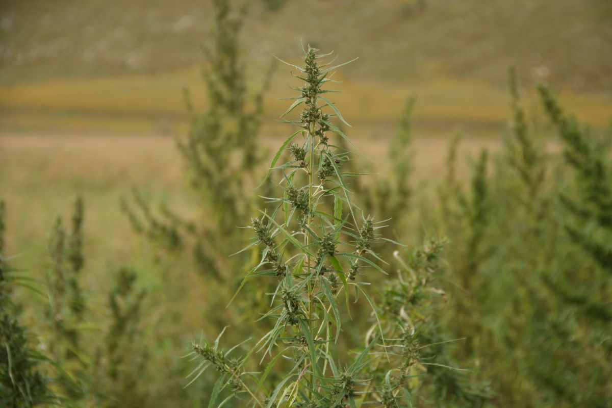 El Instituto Botánico de Barcelona CSIC-MNCB @IBB_botanic co-organiza el 1r Congreso de Genómica de Cannabis Es el primer congreso en Europa de su tipo, y se centra en el potencial genético de la planta y sus diferentes usos inexplorados Con #Cannaflos delegacion.catalunya.csic.es/el-instituto-b…