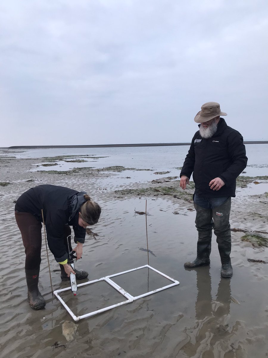 Our small-scale #seagrass test deployments as part our Solent Seagrass Restoration Project and the @solentseascape Project are complete! We’ll be doing larger scale plantings next month with the help of our wonderful #volunteers @HantsIWWildlife