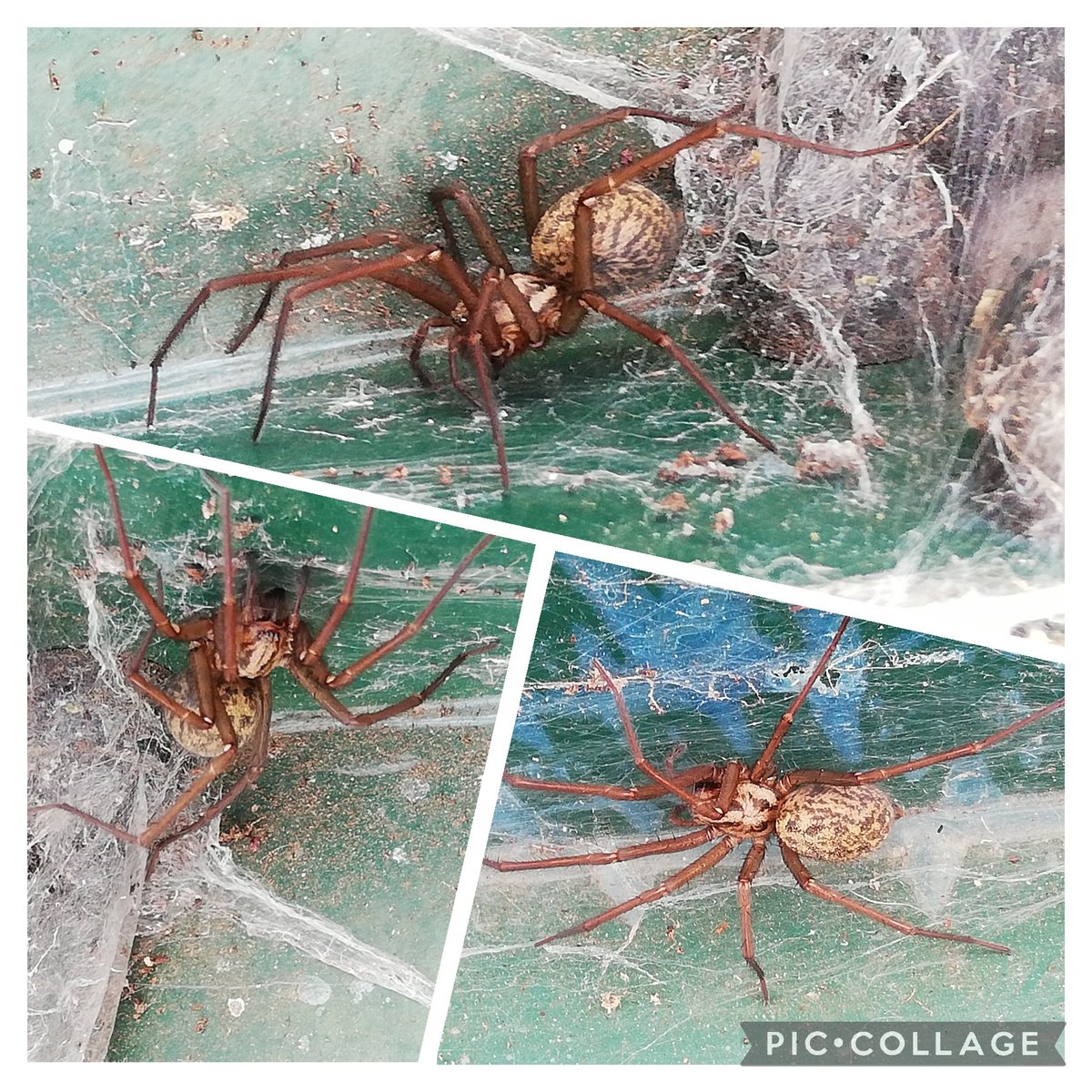 Greenhouse staging is a good place to look out for spiders & all sorts of insects (there was a lovely plume moth here last year). I can't identify this large spider though (4.5 cm), even with the help of some borrowed @FieldStudiesC charts! Give me a clue #WildWebsWednesday!