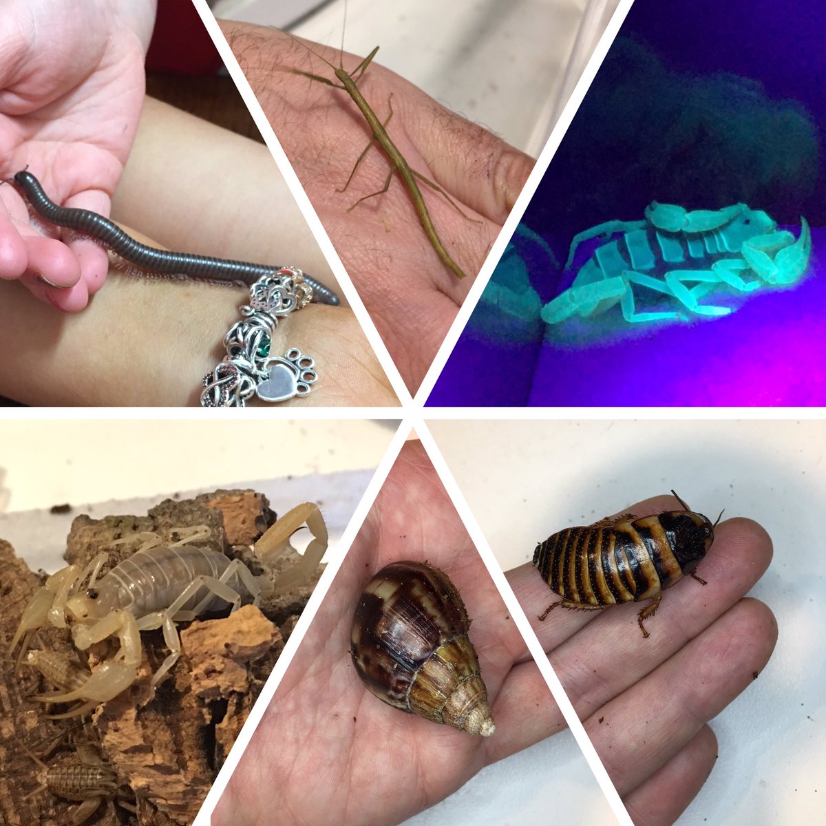 Got a lovely note from 1st Denholm Rainbows after leading a session couple of weeks ago where I took along some of my invertebrates. Such a lovely group to work with. So knowledgeable, enthusiastic &amp; brave! They loved scorpion glowing under UV light!
<a href="/Girlguiding/">Girlguiding</a> <a href="/GirlguidingScot/">Girlguiding Scotland</a>